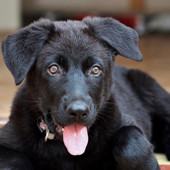 Black German Shepherd looking at camera with tongue out.